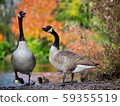 Canada Geese 59355519