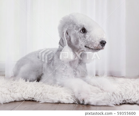 Cute Bedlington Terrier dog lying on a fur rug 59355600