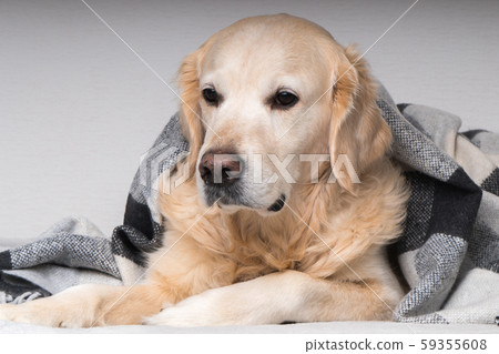 Golden retriever dog  warms under plaid. 59355608
