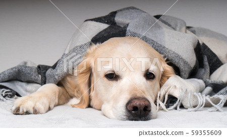 Golden retriever dog  warms under plaid. 59355609