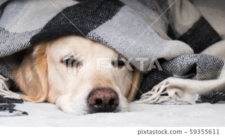 Golden retriever dog  warms under plaid. 59355611