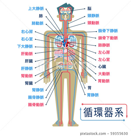 A simple illustration of the circulatory system with the name of each part in Japanese 59355630