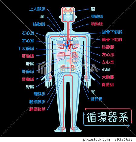 A simple illustration of the cardiovascular system with the name of each part written in Japanese on a black background 59355635