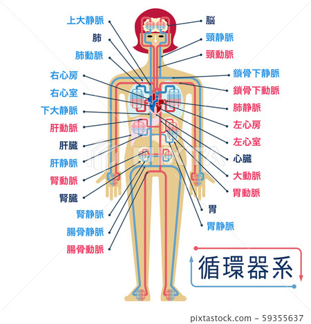 用日語中各部分的名稱簡單說明循環系統 插圖素材 圖庫