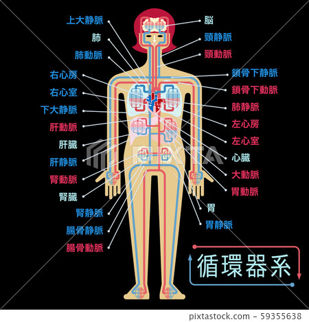 心血管系統的簡單圖解,每個部分的名稱用日語寫在黑色背景上 心血管系統的簡單圖解,每個部分的名稱用日語寫在黑色背景上 59355638