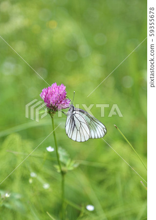 Beautiful butterfly on a pink clover 59355678