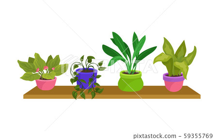 Four Green Houseplants In Colorful Pots Vector Illustration Set 59355769