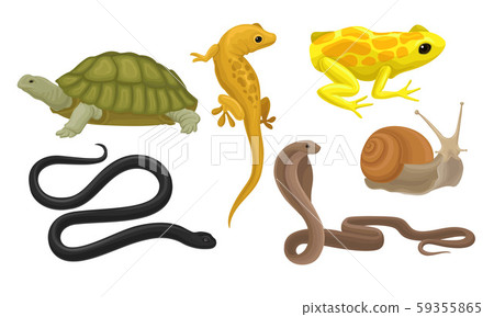 Cold-blooded Animals, Amphibians And Reptiles, Snakes, Snail Vector Illustration Set Isolated On Cold-blooded Animals, Amphibians And Reptiles, Snakes, Snail Vector Illustration Set Isolated On 59355865