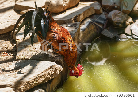 Rooster drinks water 59356601
