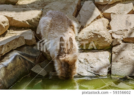Rabbit drinks water 59356602