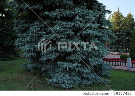 Stone path in the summer park. Green city park. Stone path in the summer park. Green city park. 59357422