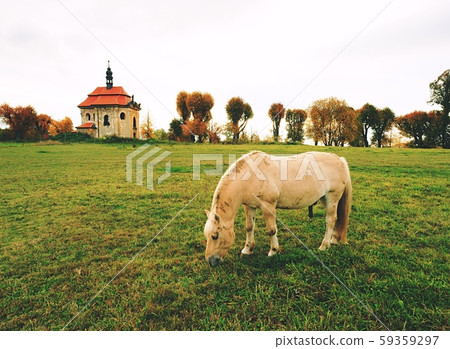 Horse feeds on the meadow in mountains at rural 59359297