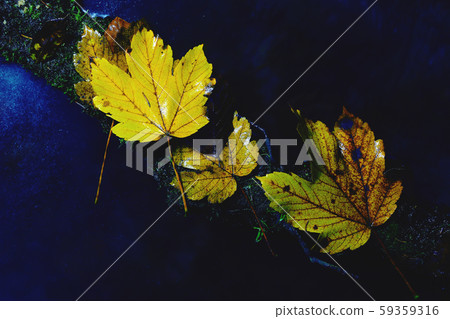 Colorful leaves is typical symbol of autumn in Colorful leaves is typical symbol of autumn in 59359316