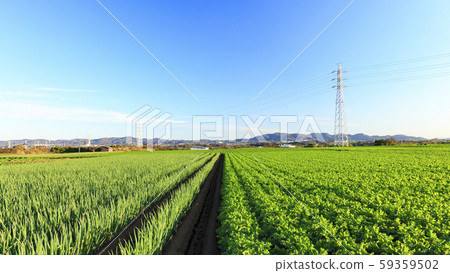 Daikon field (autumn) Daikon field (autumn) 59359502