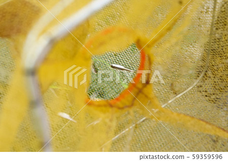 Small fish on the net Small fish on the net 59359596