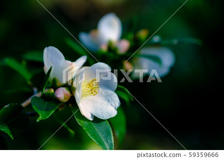 White camellia White camellia 59359666