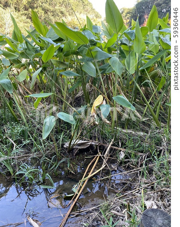 水生植物 水生植物 59360446