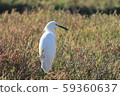 Egret standing in the meadow 59360637