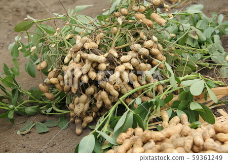 Peanut harvest 59361249