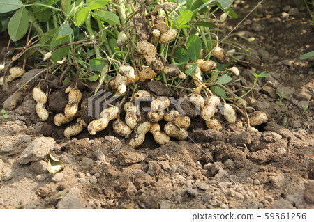 Peanut harvest 59361256