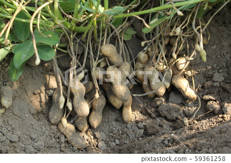 Peanut harvest Peanut harvest 59361258