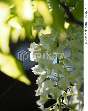 Wisteria 59361406