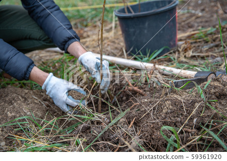 plantation of young trees for forest regeneration after intervention by natural elements 59361920