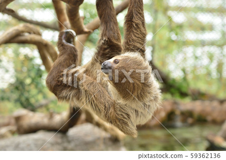 [Sloth] A sloth hanging on a tree branch 59362136