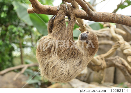 [懶惰]樹懶掛在樹枝上 59362144