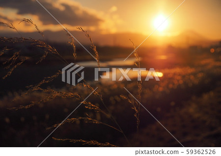 從日野村 59362526