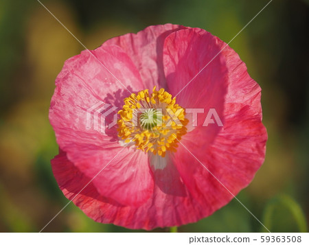 Poppy Poppy 59363508