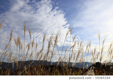 Tomine Plateau [Susuki / Location / Autumn] Kamikawa-cho, Hyogo 59364164