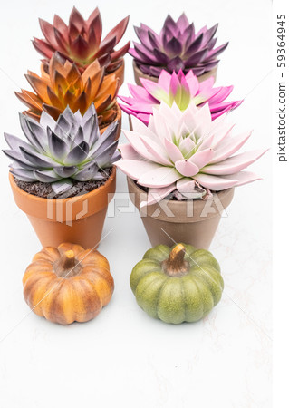 Collection of various colorful succulent echeveria plants in stone pots.  59364945