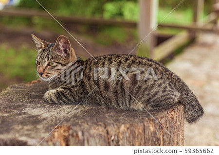 高知縣宿毛市道之驛宿毛貓 59365662