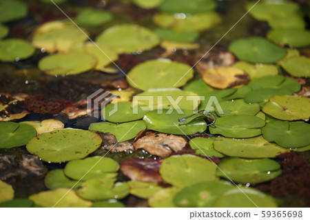 Ittombo Ittombo 59365698