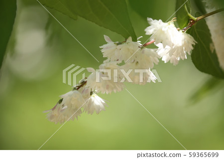 Sarasa Tutsugi Sarasa Tutsugi 59365699