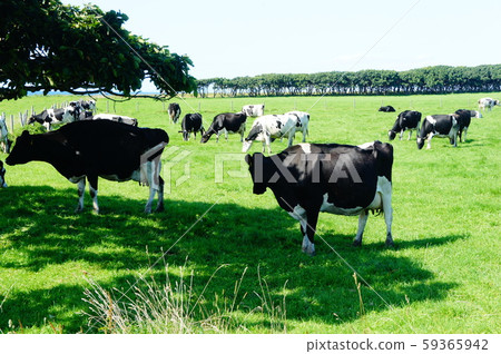 Hokkaido ranch scenery Hokkaido ranch scenery 59365942