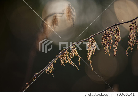 Shining dead leaves that show the rhythm on a winter day Shining dead leaves that show the rhythm on a winter day 59366141