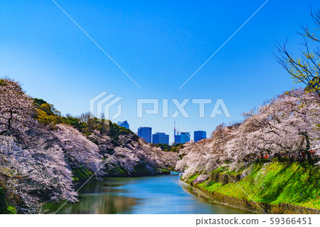 櫻花Chidorigafuchi東京日本春天櫻花著名的旅遊勝地受歡迎的旅遊勝地日本文化花見青空景觀 櫻花Chidorigafuchi東京日本春天櫻花著名的旅遊勝地受歡迎的旅遊勝地日本文化花見青空景觀 59366451