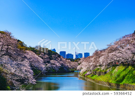 櫻花Chidorigafuchi東京日本春天櫻花著名的旅遊勝地受歡迎的旅遊勝地日本文化花見青空景觀 櫻花Chidorigafuchi東京日本春天櫻花著名的旅遊勝地受歡迎的旅遊勝地日本文化花見青空景觀 59366452