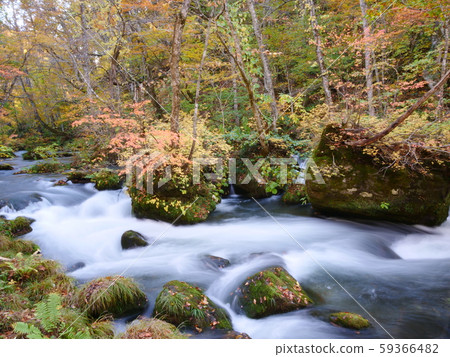 Autumn leaves of Oirase Ishiga-no-se Autumn leaves of Oirase Ishiga-no-se 59366482