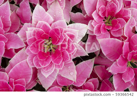 紅色，聖誕節，背景，聖誕節紅色，聖誕節，背景，聖誕節， 59366542