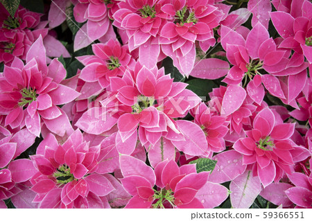 紅色,聖誕節,背景,聖誕節紅色,聖誕節,背景,聖誕節, 紅色,聖誕節,背景,聖誕節紅色,聖誕節,背景,聖誕節, 59366551