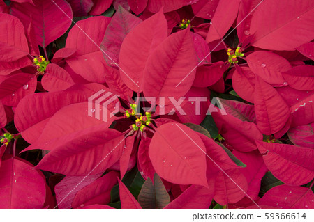 生日，生日花，聖誕節，聖誕節花，聖誕節，聖誕節花， 59366614