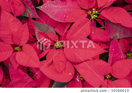 生日，生日花，聖誕節，聖誕節花，聖誕節，聖誕節花， 59366619