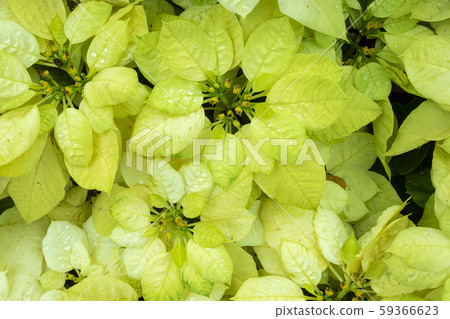 生日,生日花,聖誕節,聖誕節花,聖誕節,聖誕節花, 生日,生日花,聖誕節,聖誕節花,聖誕節,聖誕節花, 59366623