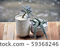 Succulent and cactus 59368246