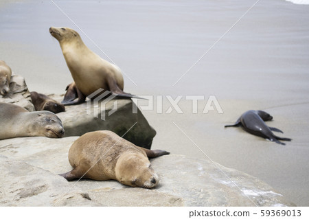 一群海獅在沙灘上睡覺 59369013