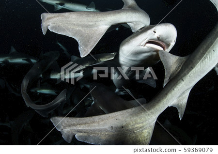 一群鯊魚 一群鯊魚 59369079
