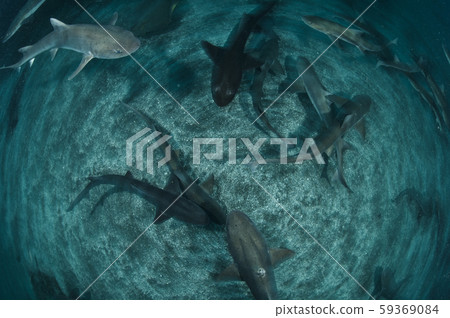 一群鯊魚 一群鯊魚 59369084
